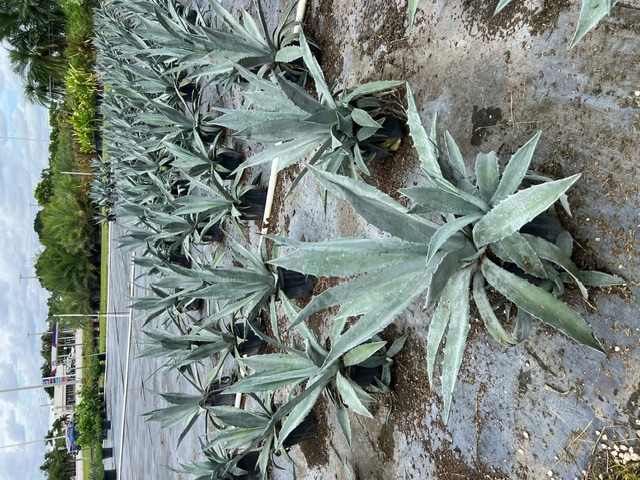 agave-tequilana-blue-agave