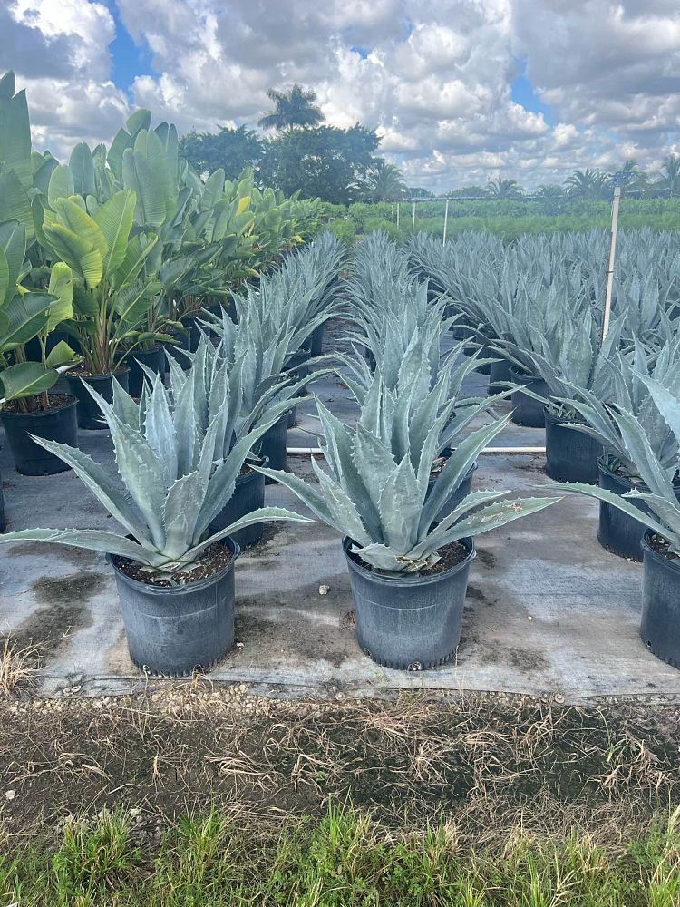 agave-tequilana-blue-agave