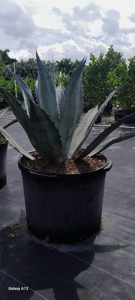 agave-tequilana-blue-agave