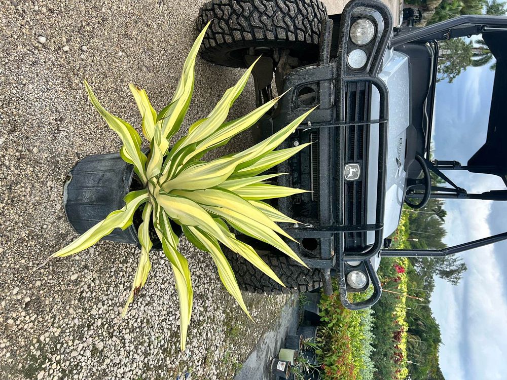 agave-tequilana-variegata