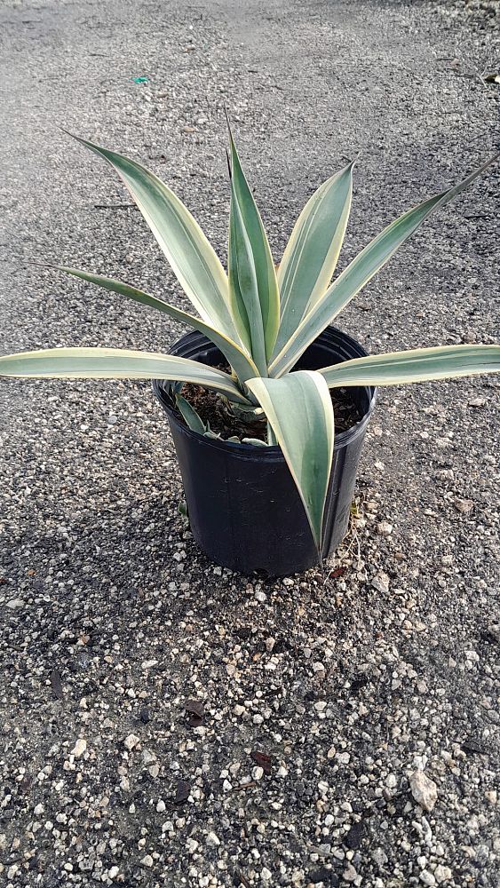 agave-weberi-arizona-star