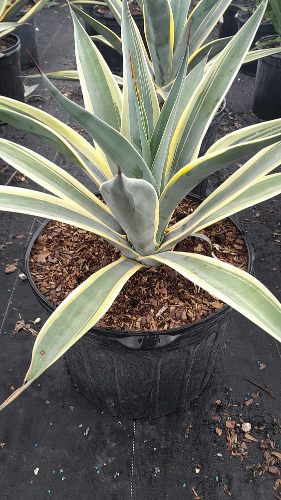 agave-weberi-arizona-star