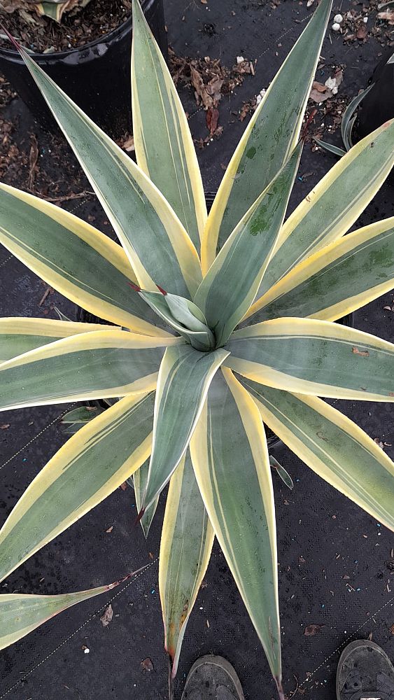 agave-weberi-arizona-star