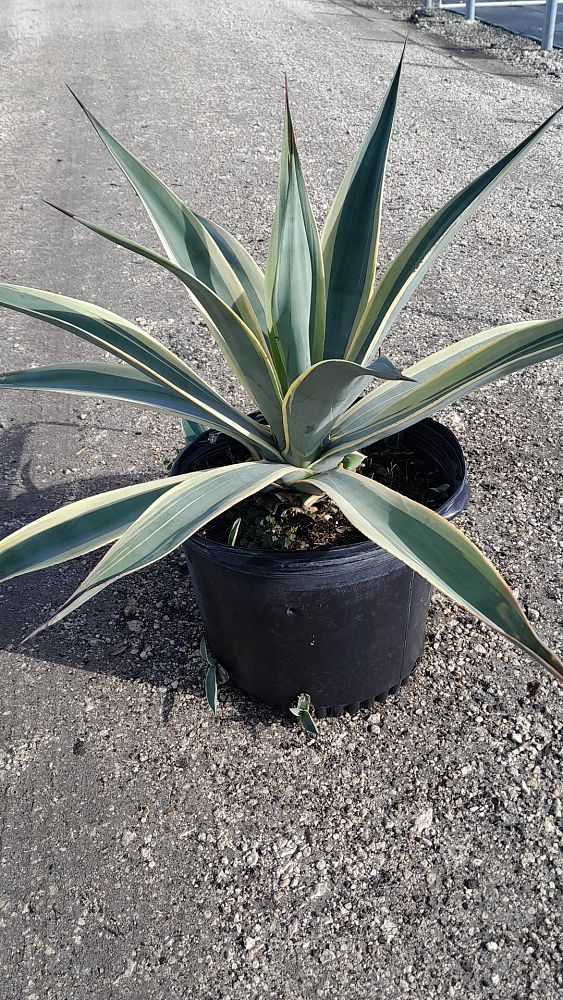 agave-weberi-arizona-star