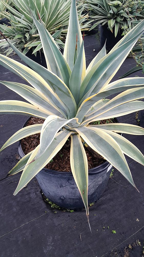 agave-weberi-arizona-star