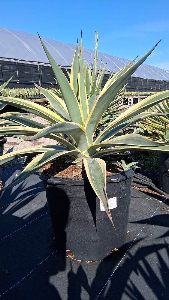 agave-weberi-arizona-star