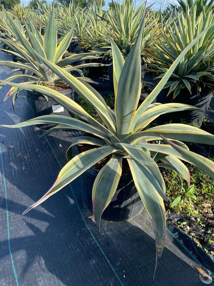 agave-weberi-arizona-star