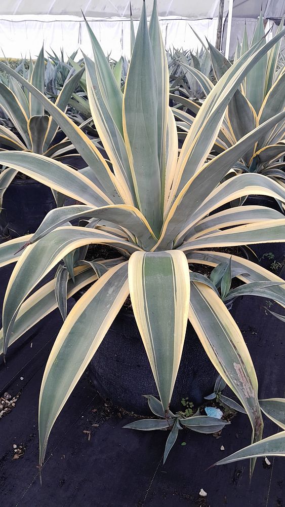 agave-weberi-arizona-star