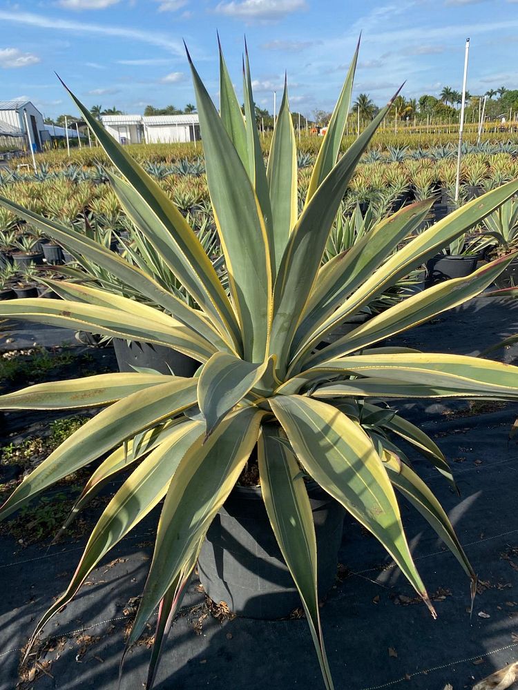 agave-weberi-arizona-star