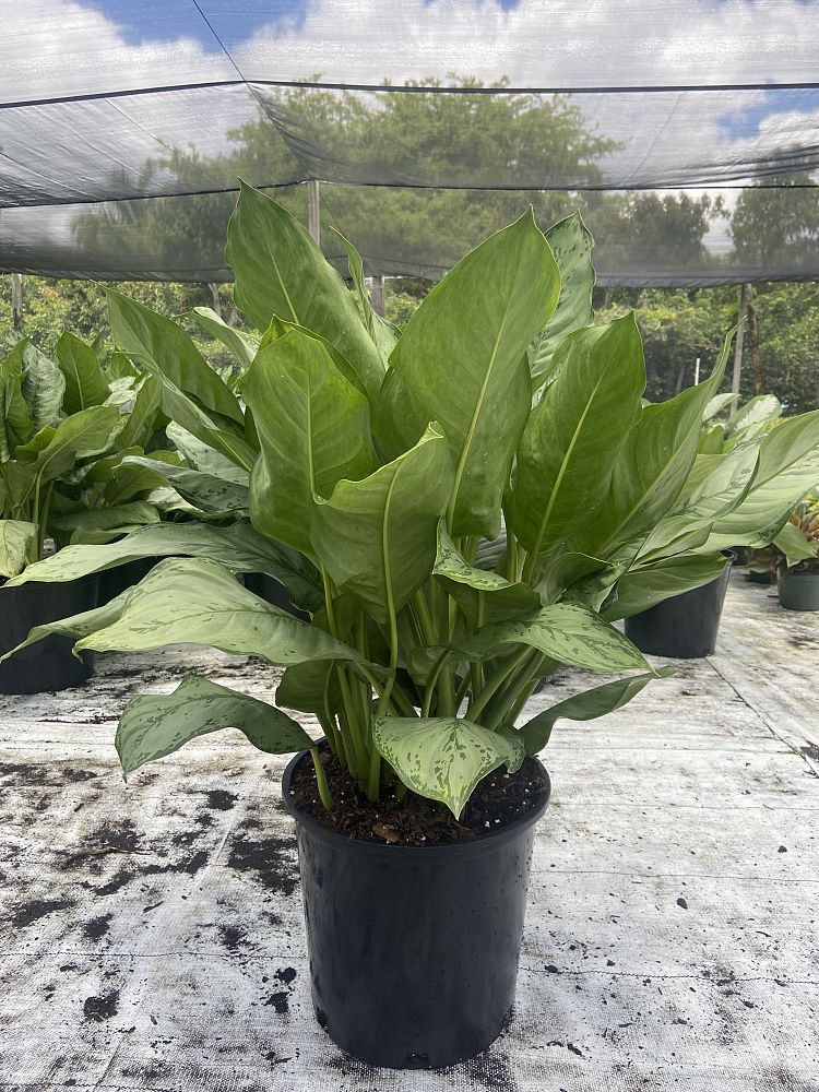 aglaonema-b-j-freeman-philippine-evergreen-chinese-evergreen