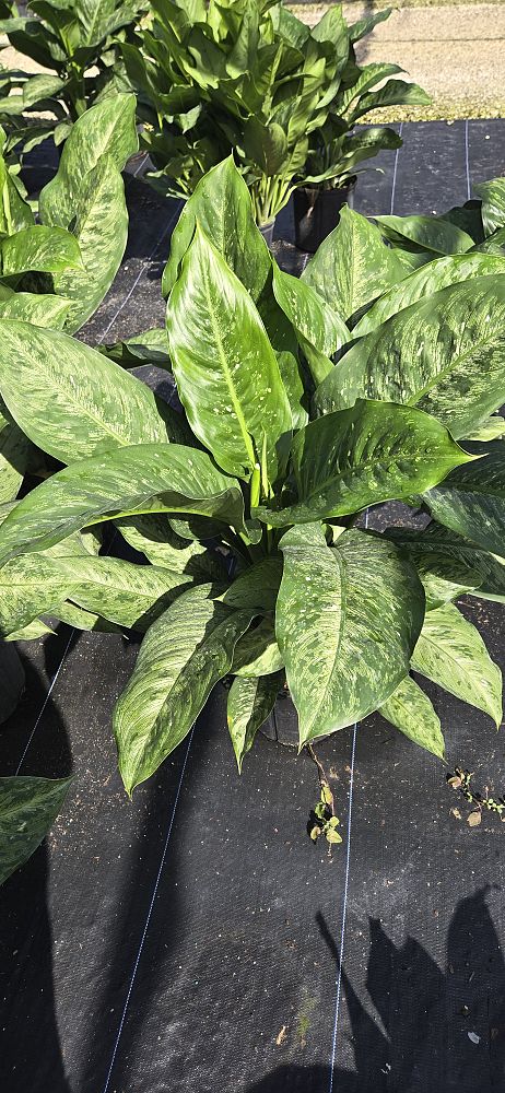 aglaonema-b-j-freeman-philippine-evergreen-chinese-evergreen