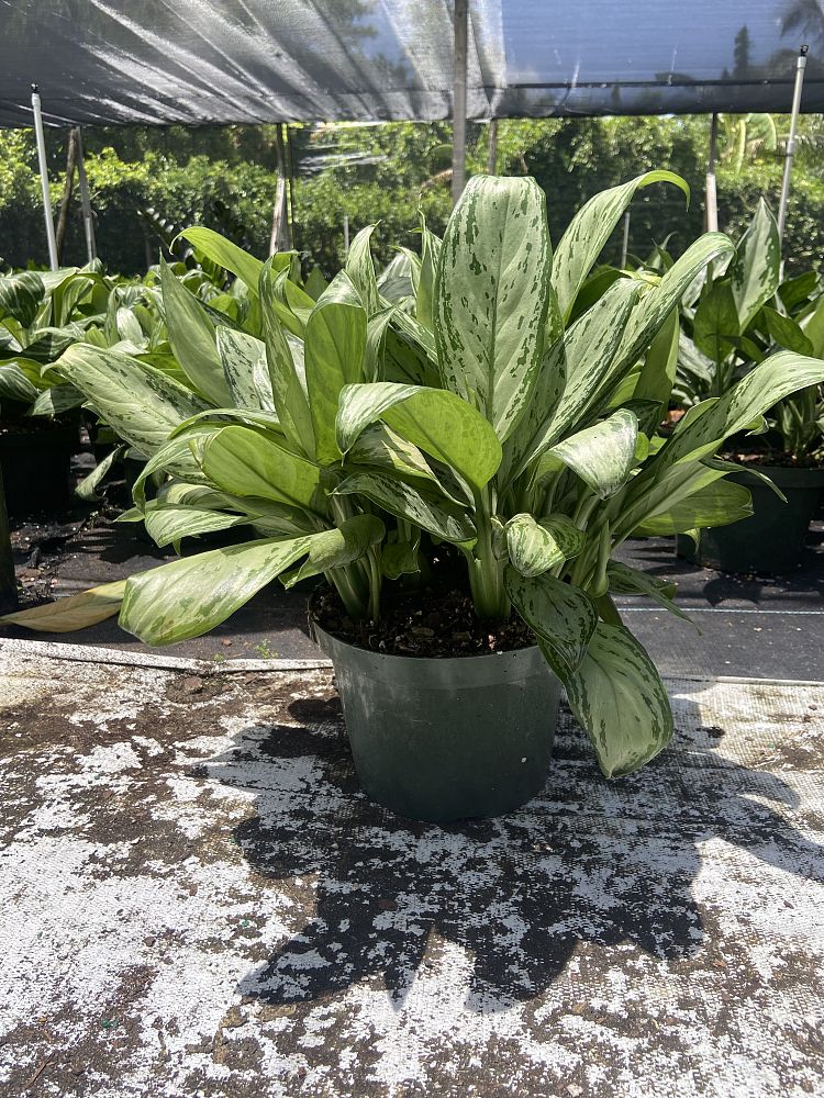 aglaonema-christina-maria