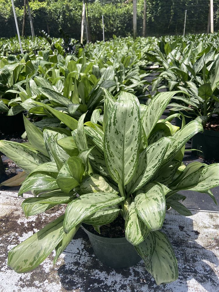 aglaonema-christina-maria