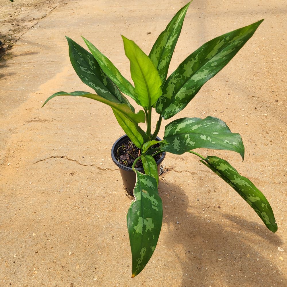 aglaonema-commutatum-maria