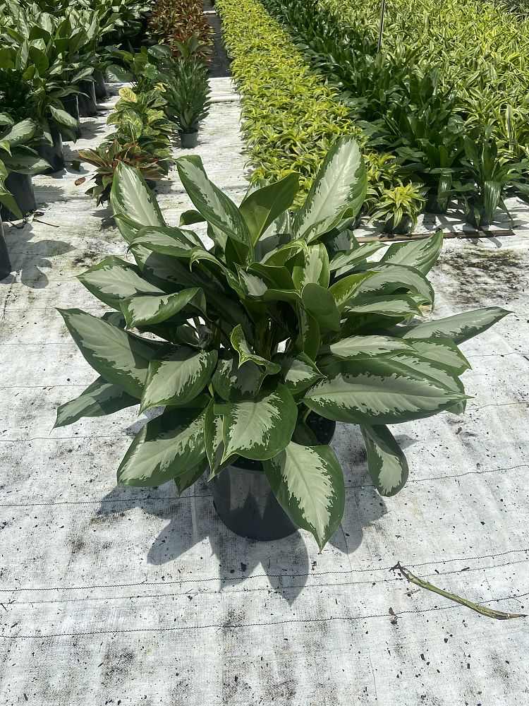 aglaonema-diamond-bay