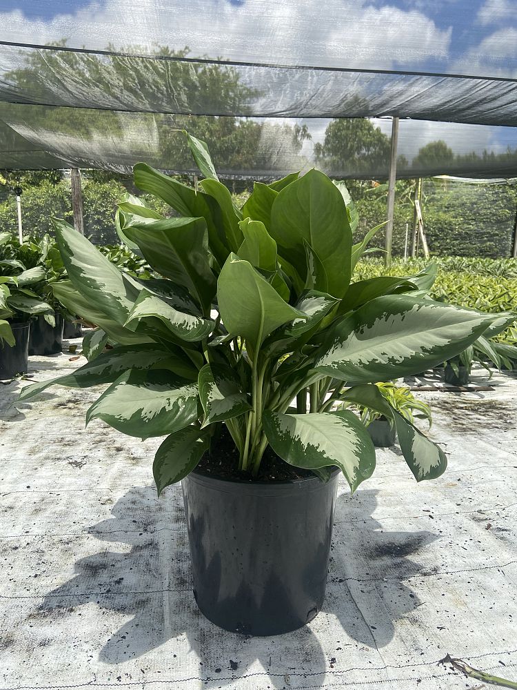 aglaonema-diamond-bay