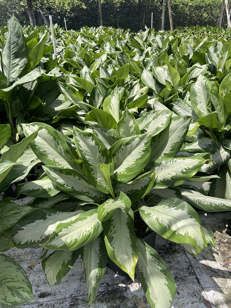 aglaonema-diamond-bay