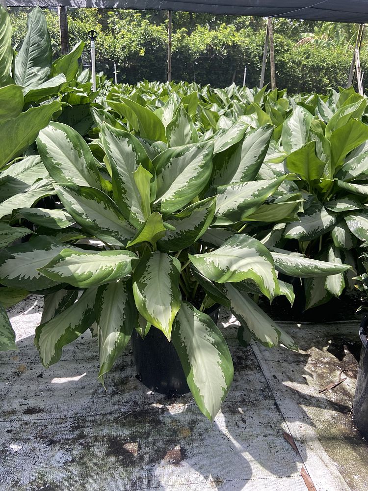 aglaonema-diamond-bay