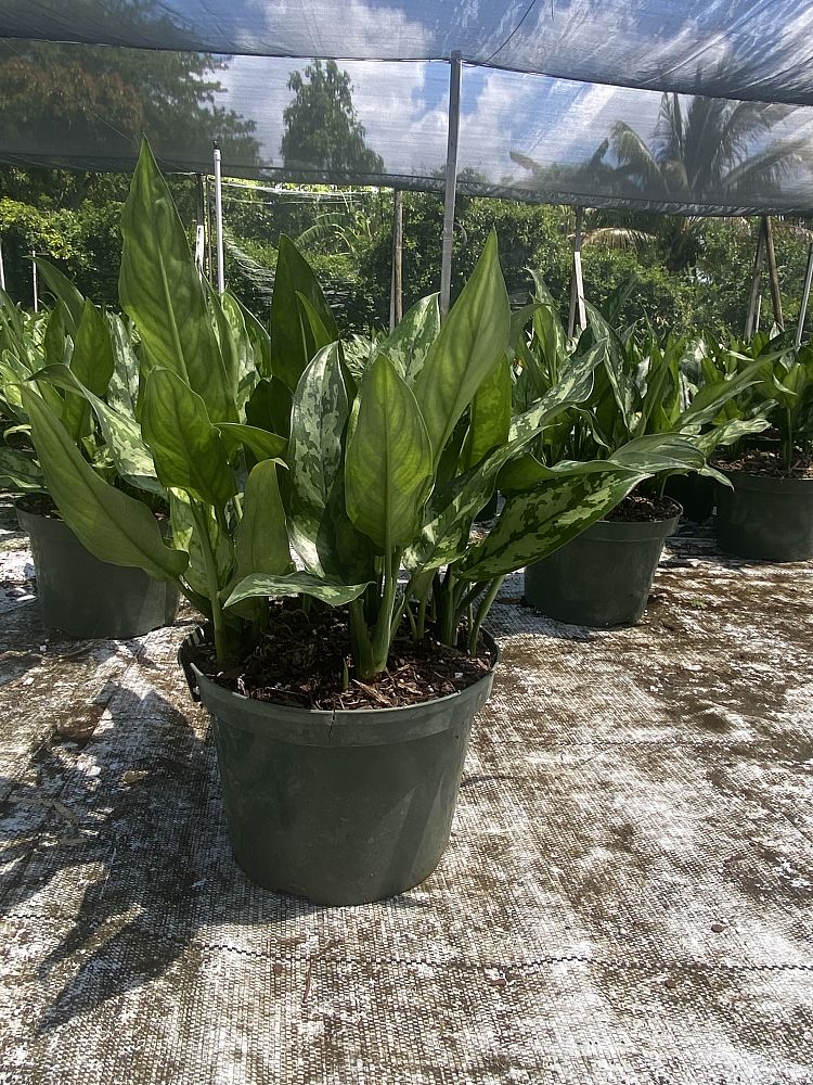 aglaonema-emerald-beauty-maria