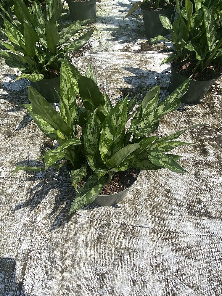 aglaonema-emerald-beauty-maria