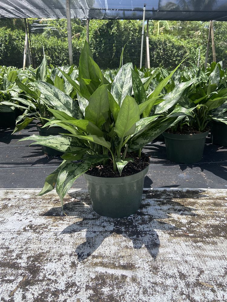 aglaonema-emerald-beauty-maria