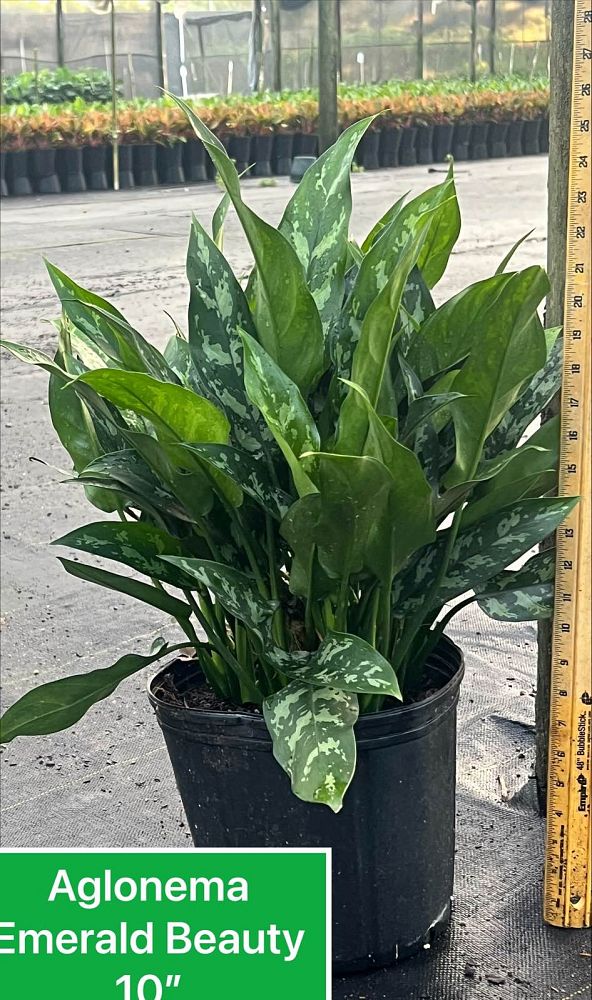 aglaonema-emerald-beauty-maria