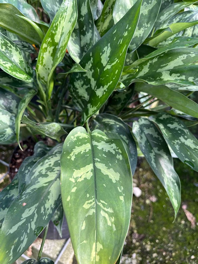 aglaonema-emerald-beauty-maria