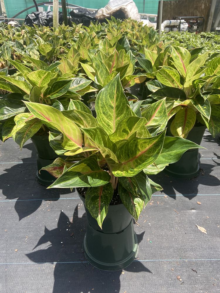 aglaonema-golden-papaya-chinese-evergreen