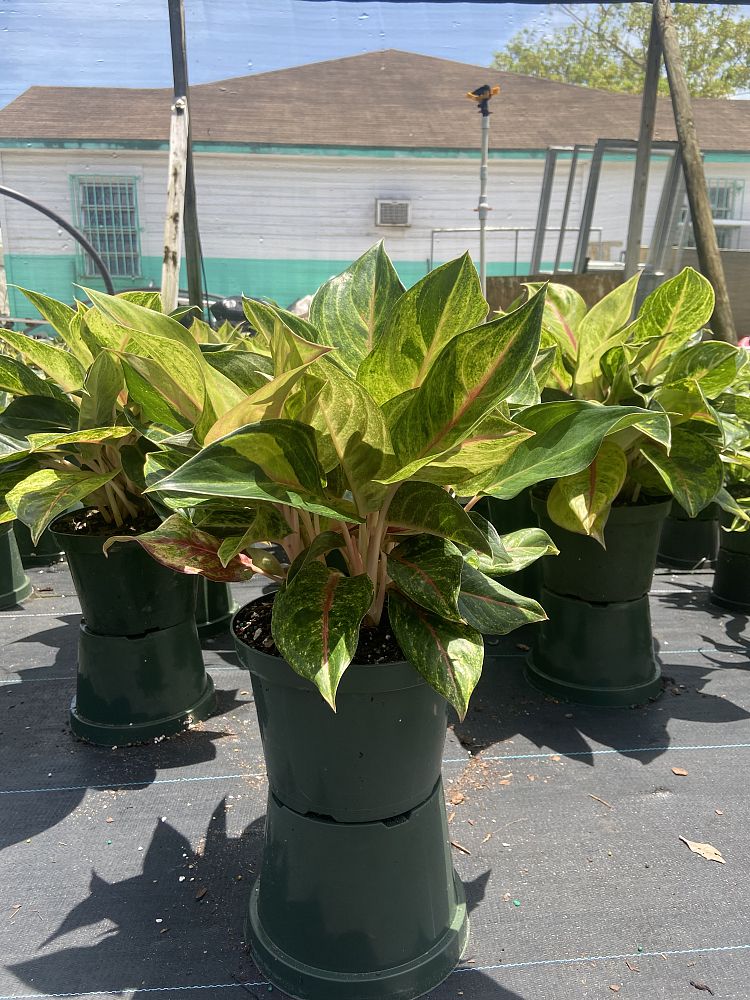 aglaonema-golden-papaya-chinese-evergreen