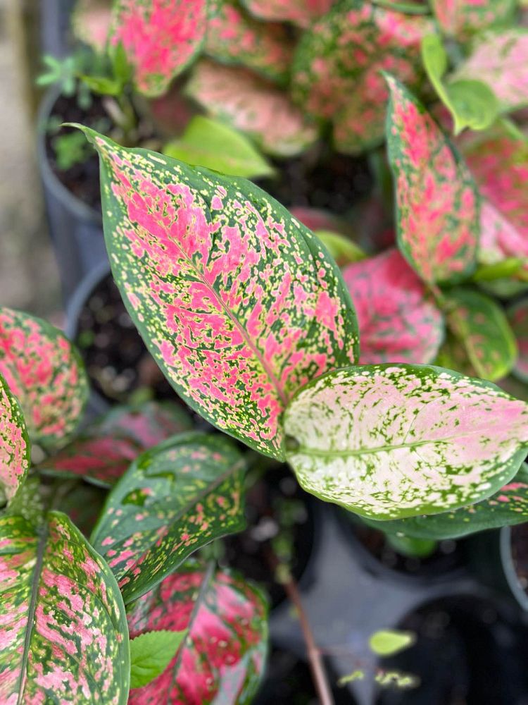 aglaonema-jazz-gem-series