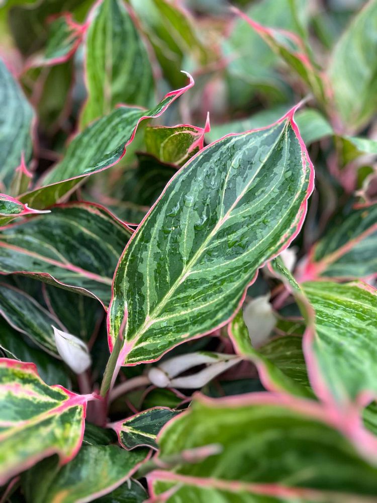 aglaonema-jazz-gem-series