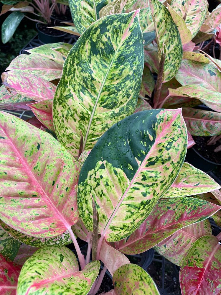 aglaonema-jazz-gem-series