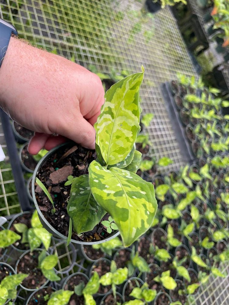 aglaonema-pictum