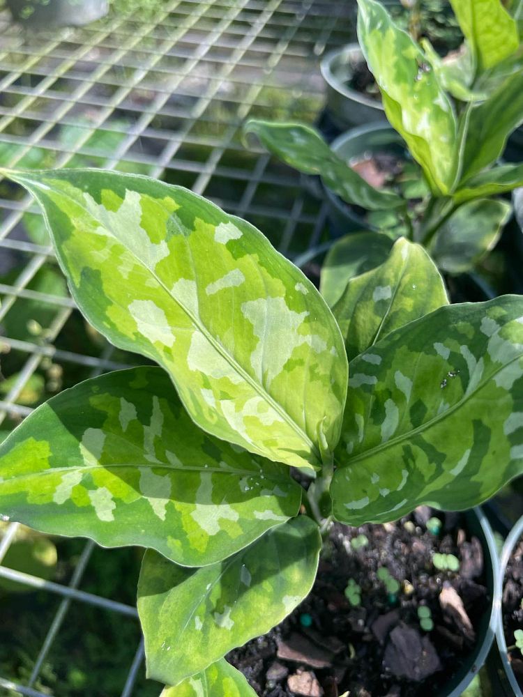 aglaonema-pictum