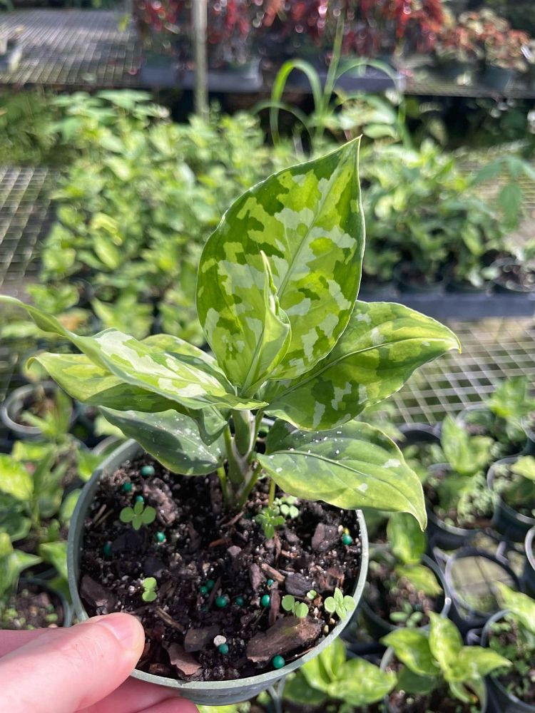 aglaonema-pictum