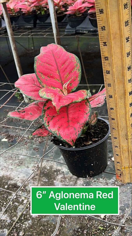 aglaonema-red-valentine