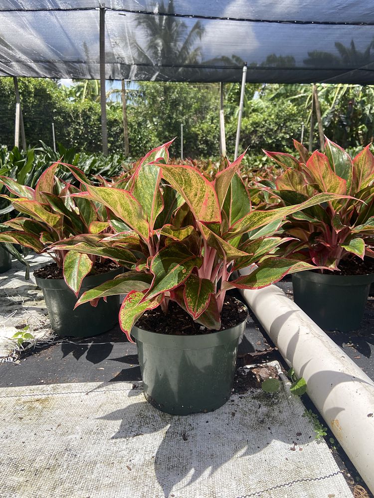 aglaonema-siam-auroroa-aglaonema-siam-red