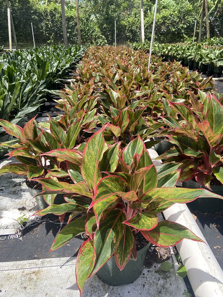 aglaonema-siam-auroroa-aglaonema-siam-red