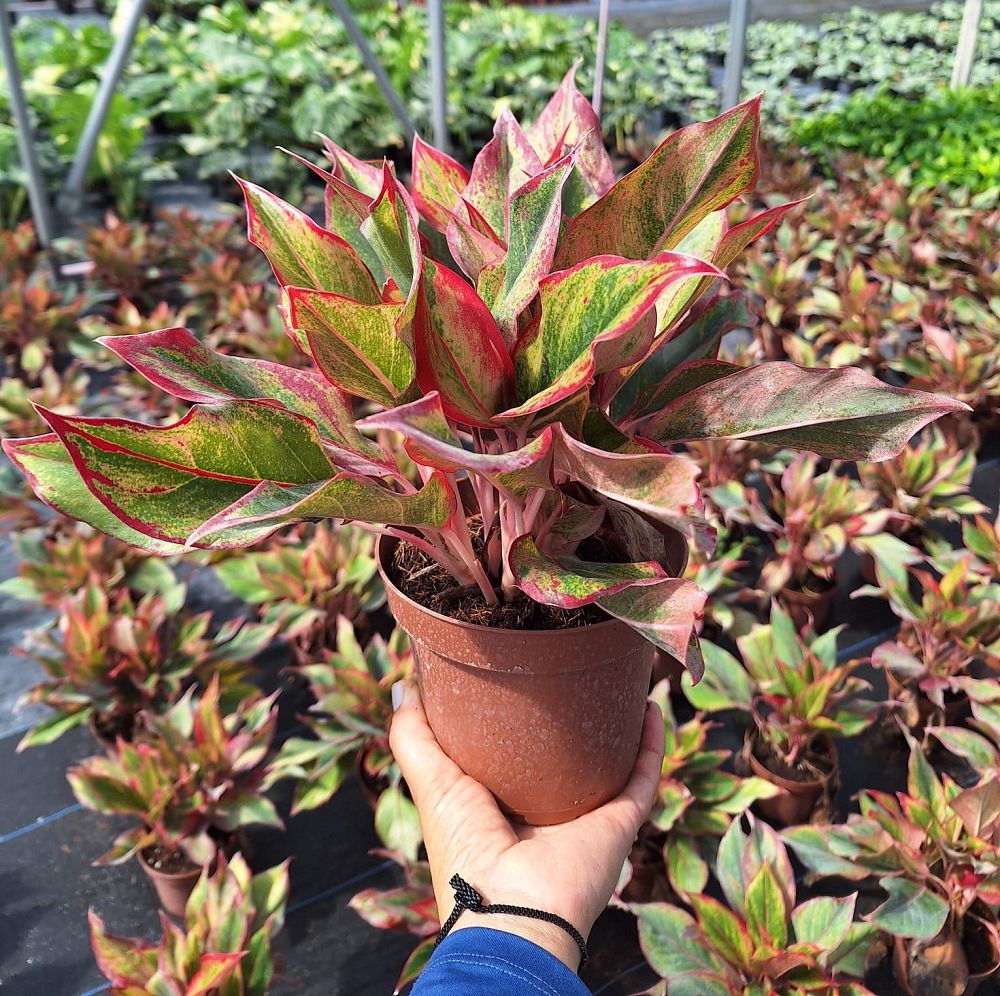 aglaonema-siam-auroroa-aglaonema-siam-red