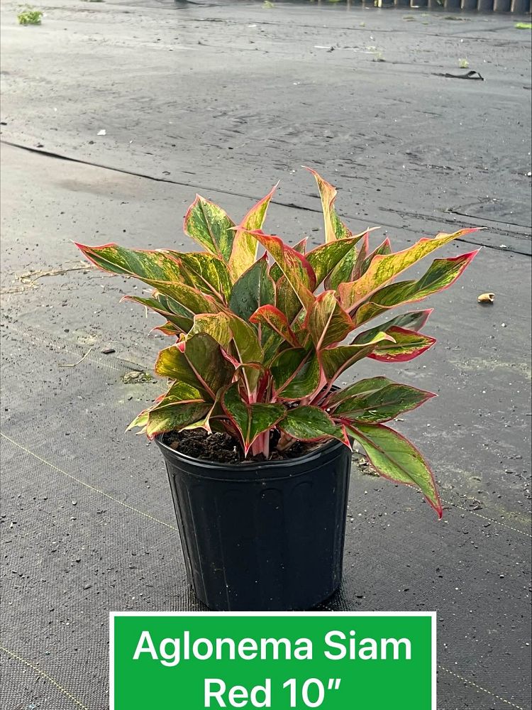 aglaonema-siam-auroroa-aglaonema-siam-red