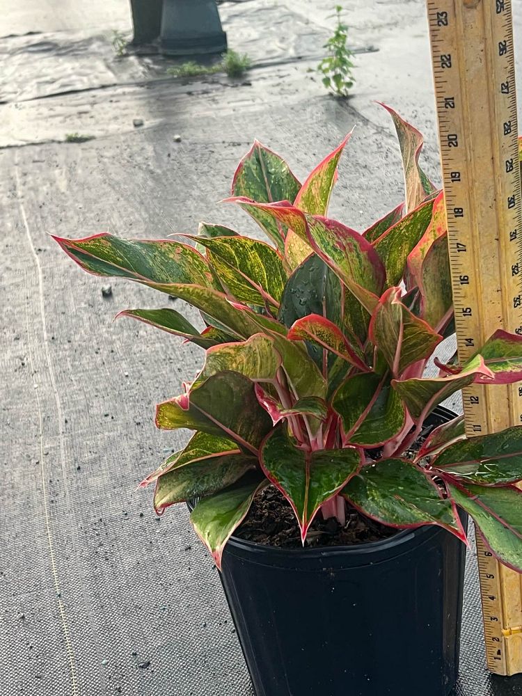 aglaonema-siam-auroroa-aglaonema-siam-red