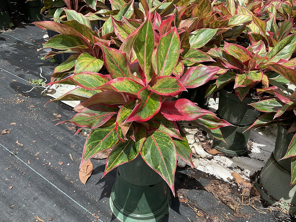 aglaonema-siam-auroroa-aglaonema-siam-red