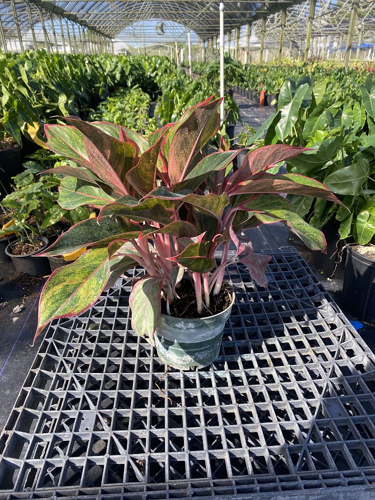 aglaonema-siam-auroroa-aglaonema-siam-red