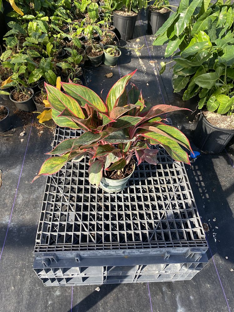 aglaonema-siam-auroroa-aglaonema-siam-red