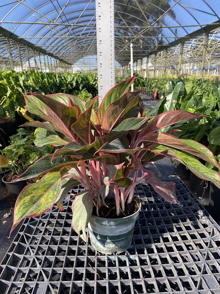 aglaonema-siam-auroroa-aglaonema-siam-red