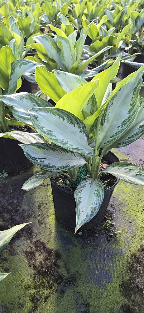 aglaonema-silver-bay