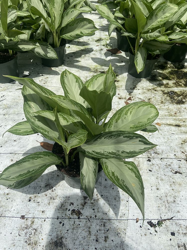 aglaonema-silver-bay