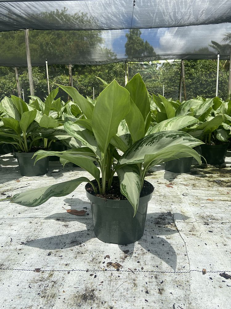 aglaonema-silver-bay