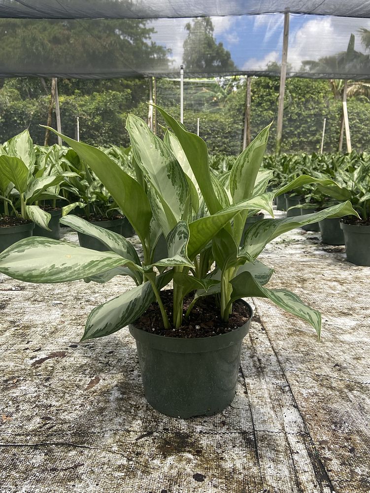 aglaonema-silver-bay