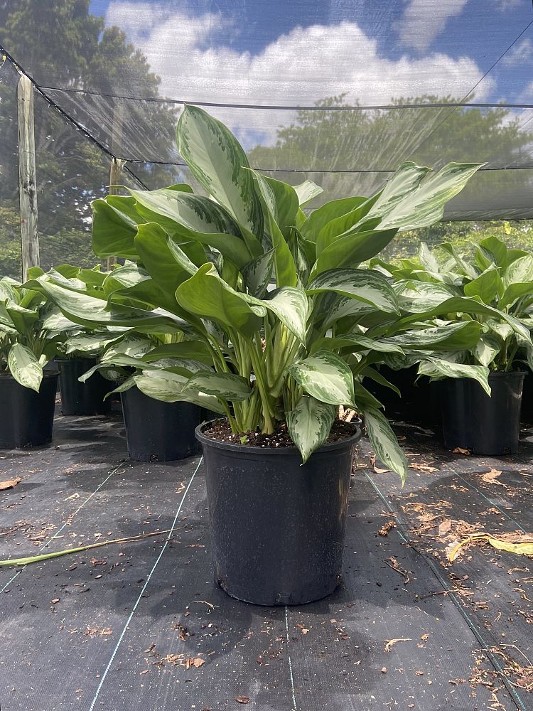 aglaonema-silver-bay